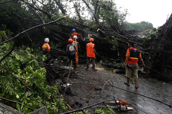 Pohon Tumbang di Kudus Timpa Pengendara Motor