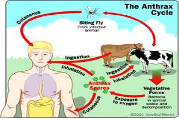 Bahaya Zoonosis, Jateng Batasi Peredaran Ternak