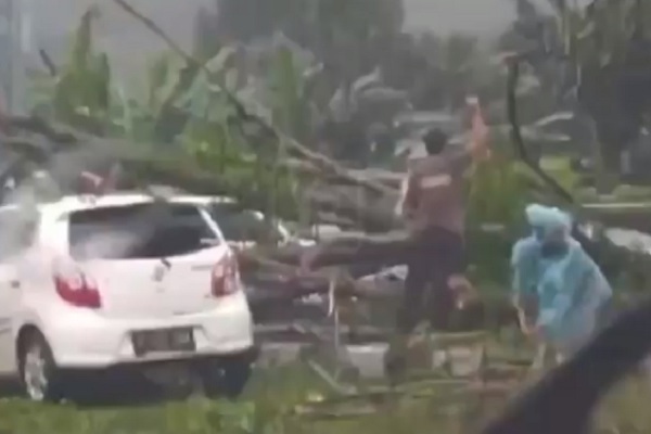 Pohon Tumbang di Exit Tol Bawen Timpa Mobil