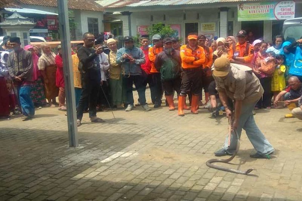 Warga Wonosobo Ramai-Ramai Berburu Ular Kobra di Permukiman