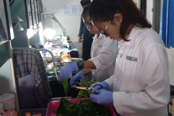 Daun Sirih dan Lidah Buaya Bisa Jadi Alternatif Hand Sanitizer