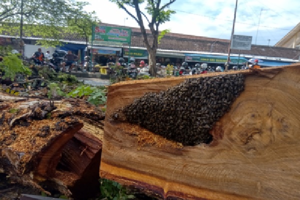 Dua Pohon Trembesi Raksasa di Pasar Bunder Sragen Ditebang, di Satu Pohon Ada Keanehan…