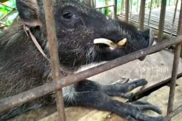 Babi Hutan di Banyumas Bikin Heboh, Kakinya Berjari, Suka Makan Nasi & Minum Kopi