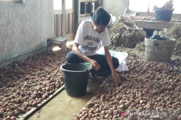 Petani Bawang Merah Lereng Sumbing Untung Besar, Panen Melimpah saat Harga Tinggi