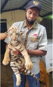 Petugas Taman Satwa Semarang alias Semarang Zoo yang lebih kondang sebagai Bonbin Mangkang menunjukkan satu dari dua bayi harimau benggala yang tiga bulan lalu lahir di Semarang pada Rabu (15/7/2020). (Antara-Immanuel Citra Senjaya)