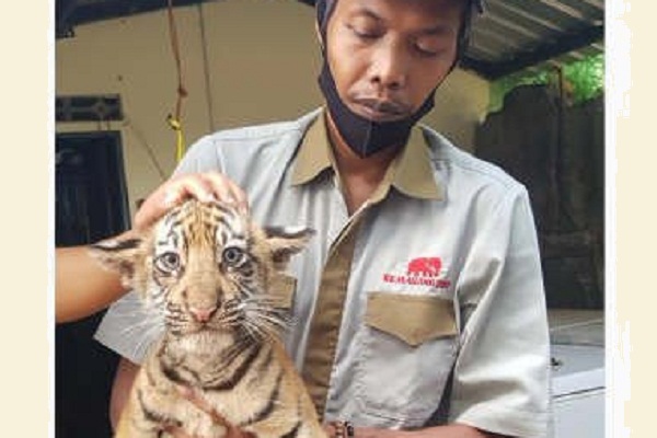 Harimau Benggala Covi dan Vivid Lahir di Semarang Zoo