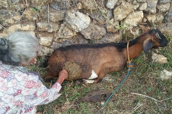 Kambing Mati Dimangsa Hewan Misterius di Wonogiri Hilang Jeroannya