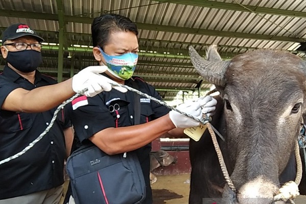 Hewan Ternak Terjangkit Scabies Ditemukan di Kudus