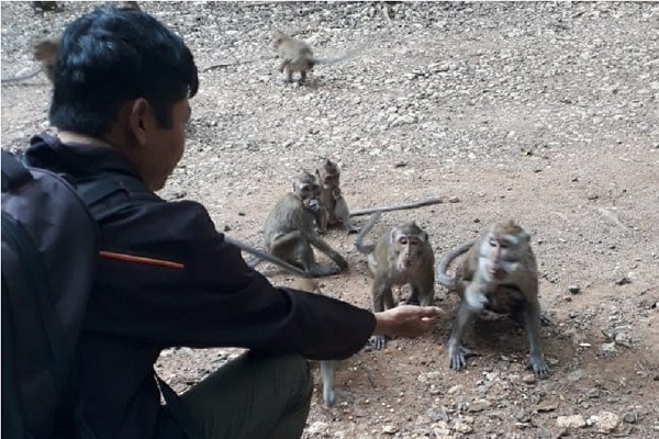 Kemarau Tiba, Kawanan Monyet Turun Jalan di Todanan Blora