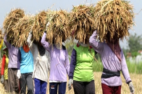 Hasilkan 5,5 Juta Ton Beras di 2019, Produksi Jateng Terbanyak Nasional