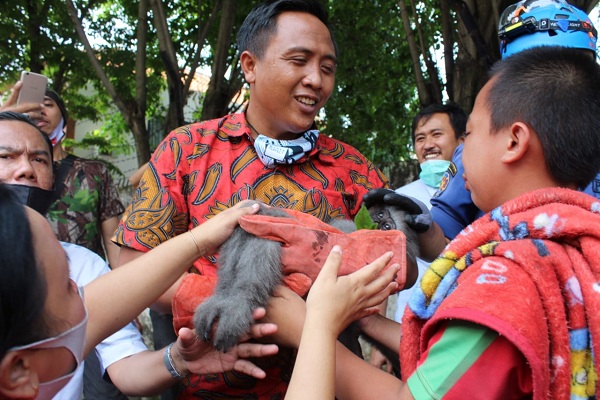 Lepas ke Permukiman Warga Semarang, Ipan Si Owa Jawa Ditembak Bius