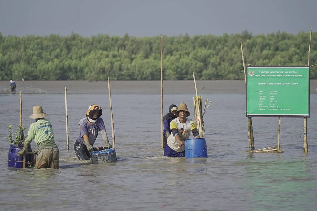 Dukung Pemulihan Ekonomi, BPDASHL Solo Tanam 330.000 Mangrove di Gresik