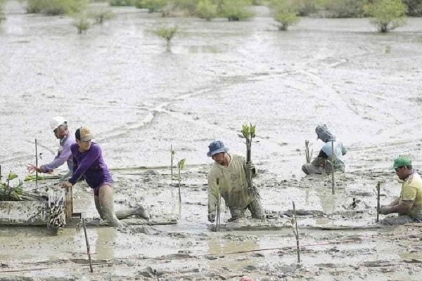 Penanaman Mangrove, Bantu Ekonomi Warga Randuboto 