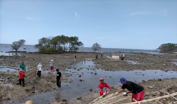 Penanaman Mangrove BPDASHL Solo Mengakomodasi Kearifan Lokal Masyarakat Pesisir