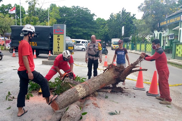 Semarang Diterpa Angin Kencang, 17 Pohon Tumbang dalam Sehari