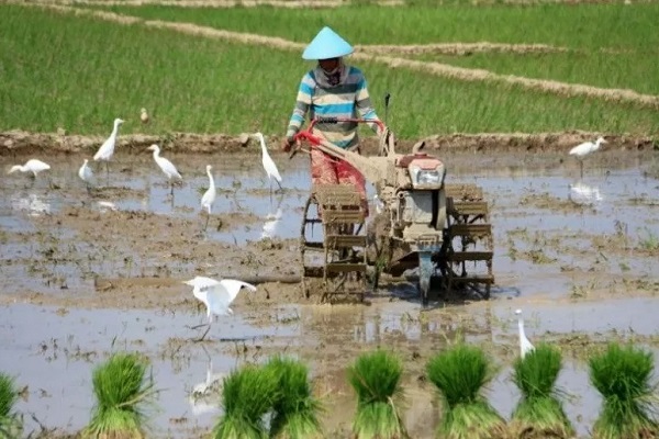 267 Hektare Sawah di Pekalongan Terdampak Banjir