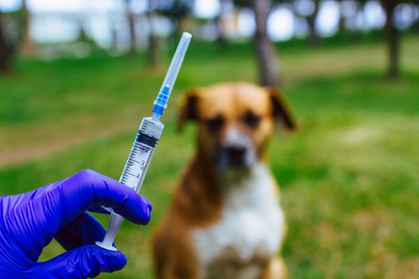 Target Bebas Rabies, Jateng Gelontorkan 3.000 Dosis Vaksin