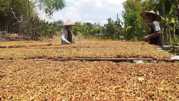 Harga Tembakau Anjlok, Petani di Madiun Nelangsa