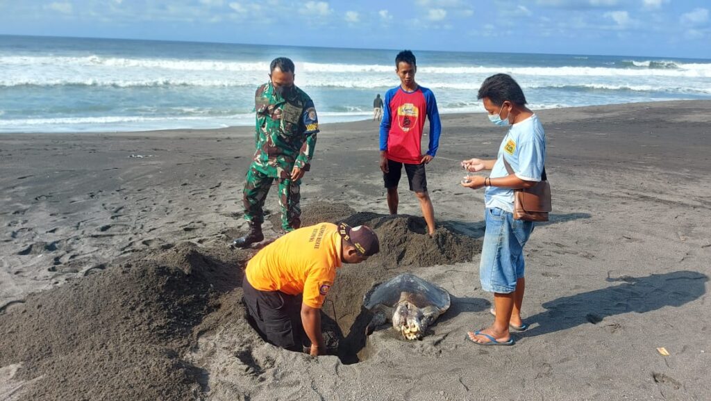 Wisatawan Di Bantul Temukan Bangkai Penyu Tanpa Kepala