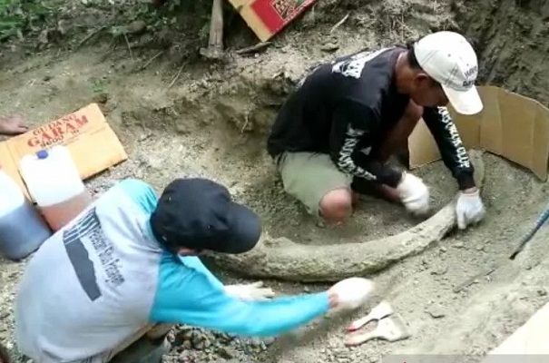 Evakuasi Fosil Gading Gajah 1,5 Meter di Situs Patiayam